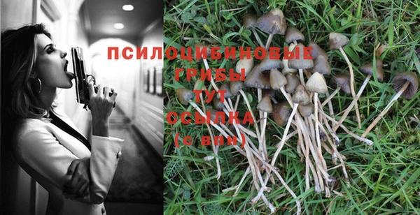 прущие грибы Алексеевка